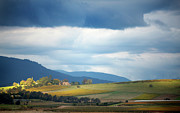 Sunlight Falling On Winery Vineyards Photograph by Virginia Star