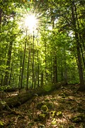 Sunlit Primeval Forest Photograph by Andreas Berthold