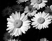 Sunning  Photograph by Kathi Mirto