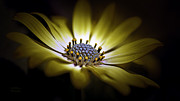 Sunny Amanda African Daisy Photograph by Julie Palencia