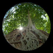 Sunny Roots Photograph by Joye Ardyn Durham