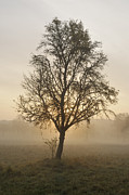 Sunrise and beautiful tree Photograph by Matthias Hauser
