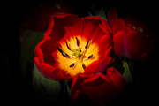 Sunrise Flower Photograph by Bob Kinnison