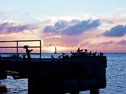 Sunset Birds Photograph by R B Harper