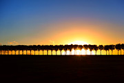 Sunset over Tree Lined Road Photograph by Olivier Le Queinec