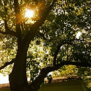 Sunshine Photograph by Christy Beckwith
