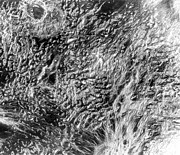 Surface Features In Ovda Regio Photograph by Science Photo Library
