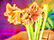 Surreal Amaryllis  Photograph by Brenda Kean