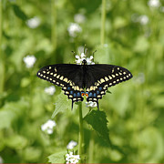 Swallowtail Photograph by David Armstrong