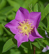 Swamp Rose Just Opening DSMF219 Photograph by Gerry Gantt