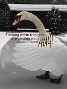 Swan Hugs Photograph by Mary Lou Chmura