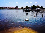 Swan Lake Photograph by Chris Montcalmo