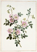 Sweet Briar Rose Rosa Rubiginosa Photograph by Science Photo Library