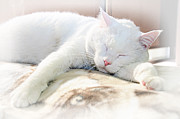 Sweet Dreams Photograph by Andee Design