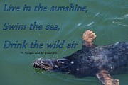 Swim the Sea Photograph by Tammie Miller