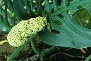 Swiss Cheese Plant (monstera Deliciosa) Photograph by Science Photo Library