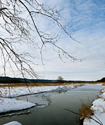 Sycamore Over Water Photograph by Azthet Photography