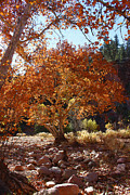 Sycamore Trees Fall Colors Photograph by Tom Janca