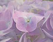 Symphony in Purple Photograph by Kim Hojnacki