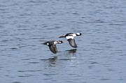 Synchronicity Photograph by Dan Hefle