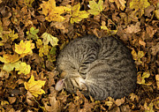 Tabby Cat Sleeping Photograph by Science Photo Library