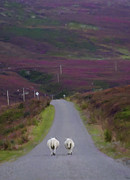 Taking a Stroll Photograph by Diane Macdonald