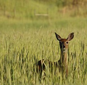 Tall Grasses Photograph by Loni Collins