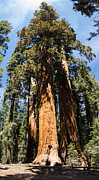 Tall One Photograph by Mike Evangelist
