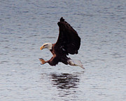 Talons Photograph by Pete Federico