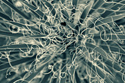 Tangled Photograph by Jonathan Nguyen