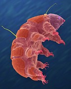 Tardigrade (echiniscus Sp.) Photograph by Science Photo Library