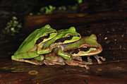 Tarraco Treefrogs In Amplexus Costa Rica Photograph by Thomas Marent