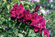 'tea Photograph by Science Photo Library
