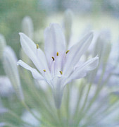 Tenderly Photograph by Kim Hojnacki Tenderly Photograph by Kim Hojnacki