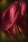 Tenderness Photograph by Darlene Kwiatkowski