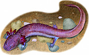 Tennessee Cave Salamander Photograph by Roger Hall Tennessee Cave Salamander Photograph by Roger Hall