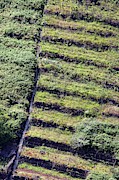 Terraced Fields In Madeira Photograph by Science Photo Library
