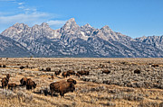 Teton Buffalo Photograph by David Armstrong