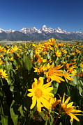 Teton Spring Photograph by Bill Singleton
