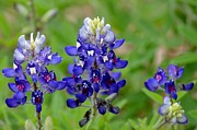 Texas Bluebonnets Photograph by Debra Martz