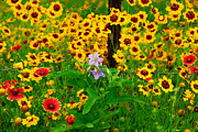 Texas Spring Delight Photograph by Lynn Bauer