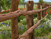 Texas Wildflowers Along the Fence Photograph by VJ Lair