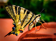 Thanks for visiting... Photograph by Alessandro Della Pietra