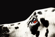 The Amber Eye. Kokkie. Dalmatian Dog Photograph by Jenny Rainbow