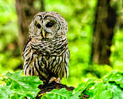 The Barred Owl Photograph by Louis Dallara