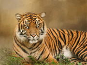 The Big Cat Photograph by Kim Hojnacki The Big Cat Photograph by Kim Hojnacki