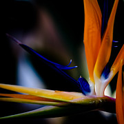 The Bird of Paradise Photograph by David Patterson