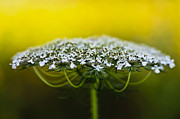 The Bright Side of Life Photograph by Christi Kraft