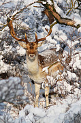 The Christmas Deer - Fallow Deer in the Snow Photograph by Roeselien Raimond