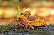 The Colors of Fall Photograph by Kim Mobley